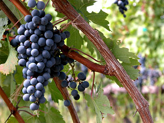 mudgee-cabernet-wine-grapes
